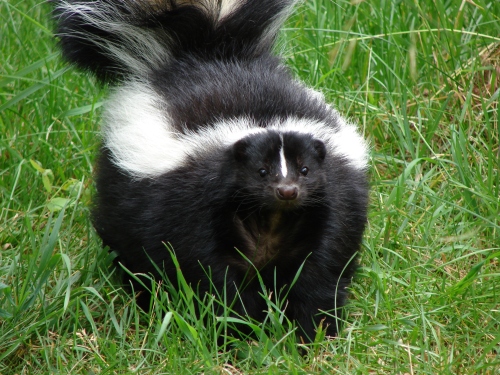 Skunk, copyright 2006 by Torli